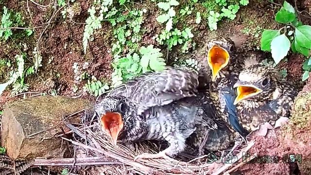 Anak Burung Kedasih Yang Rakus Selalu Ingin Menang Sendiri - Cuckoo Bird Greedy And Lots of Pooping смотреть онлайн