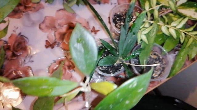 ХОЙИ.Колумнея.Обзор моей коллекции.Комнатные цветы. смотреть онлайн