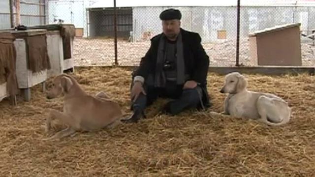 Порода собак Тазы Казахстан смотреть онлайн