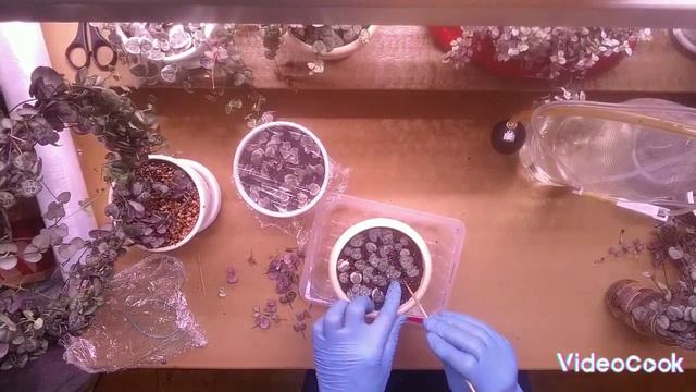 Церопегия вуди (вуда) - размножение черенками и листочками смотреть онлайн