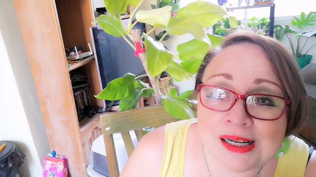 PHILODENDRO LEMON LIME Y PHILODENDRO Moonlight SUS CUIDADOS✅ смотреть онлайн