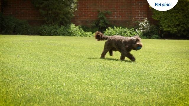 Cockapoo Puppies And Dogs: Temperament, Lifespan & More | Petplan