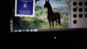 как скачать Стар стейбл на ноутбуке или пк?!))