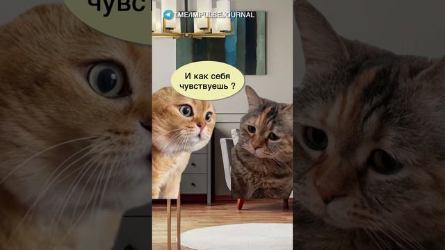 Прошла марафон #мыкотики #разговор #анекдот #шутки #коты #юмор #смешное #прикольно #мемы #cat смотреть онлайн