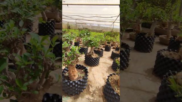 Baobab collection Adansonia digitata n ° 68 to 123 смотреть онлайн