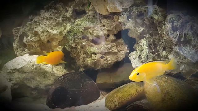 Malawi See смотреть онлайн