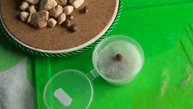 как вырастить баобаб дома