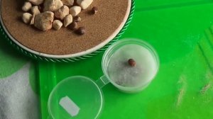 как вырастить баобаб дома