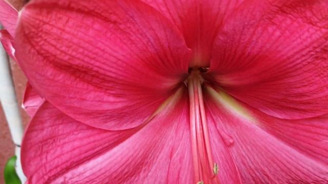 Hippeastrum Hercules