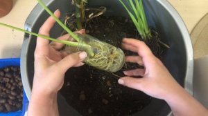 Монстера / Размножение Монстеры