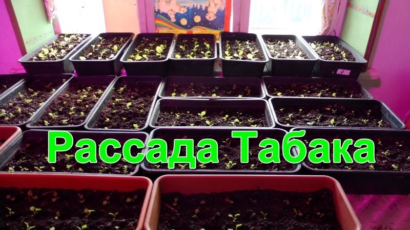 Рассада Курительного Табака.