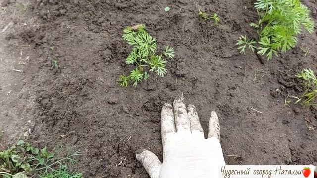 Полив и прополка молодых сеянцев моркови. Подсказки начинающим огородникам смотреть онлайн