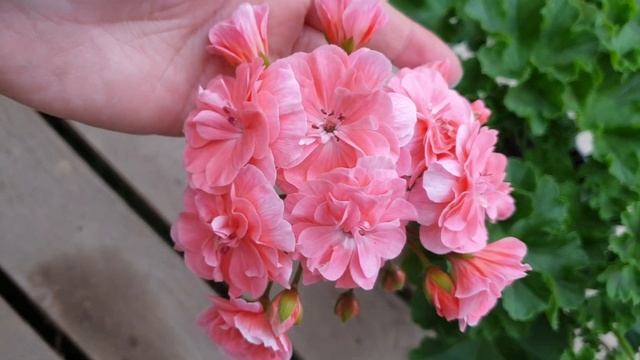 Пеларгония Кара Роза смотреть онлайн