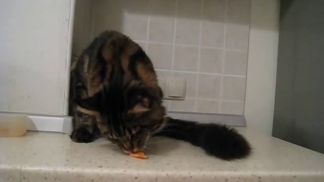 кот плебей и кот аристократ едят креветки смотреть онлайн