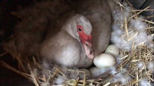 ПЕРВАЯ ИНДОУТКА СЕЛА НА ЯЙЦА / Мускусная утка на яйцах / Высиживание утят / Индоутята / Сколько яиц?