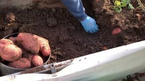 САМЫЙ урожайный сорт картофеля -УНИКА