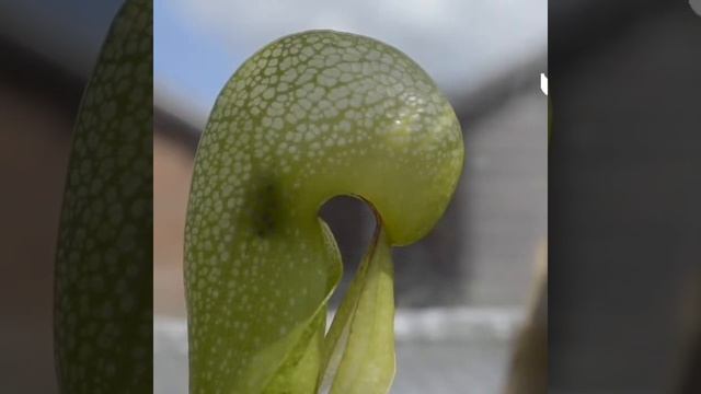 Darlingtonia Californica ?? смотреть онлайн