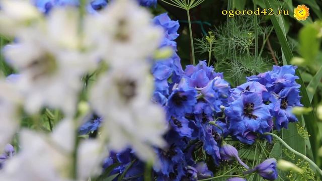 Что нужно знать о новозеландских дельфиниумах? смотреть онлайн