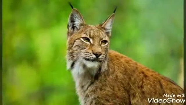 Рыси Больше кошки животные смотреть онлайн