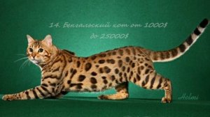 Самые дорогие породы котов