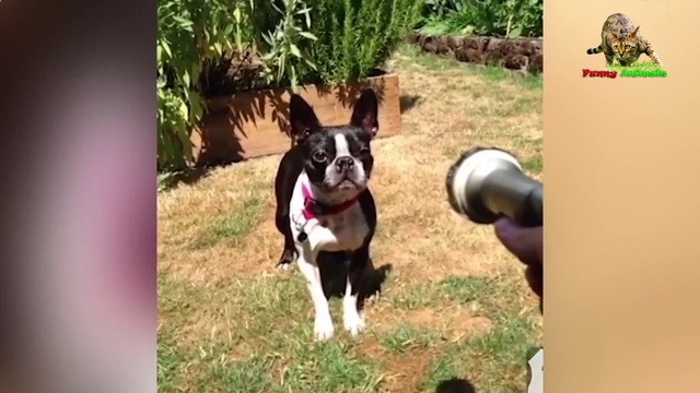 Разные смешные животные.#3 смотреть онлайн