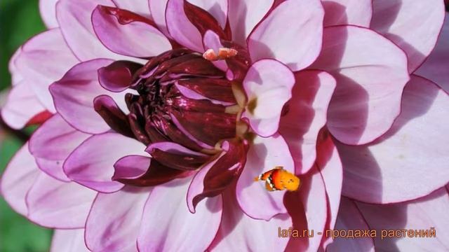 Георгина декоративная Крем де Кассис (dahlia) ? обзор: как сажать, луковицы георгины Крем де Кассис смотреть онлайн