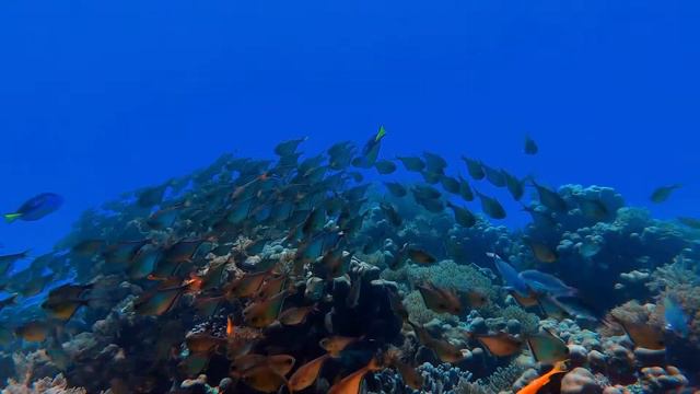Red Sea and coral reef, natural aquarium museum, Egypt. смотреть онлайн