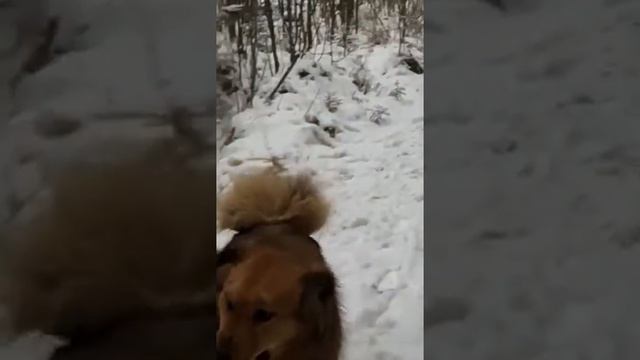 Банхары Ханна и Баяр смотреть онлайн