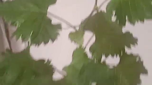 результаты после обработки препаратом би-58 смотреть онлайн