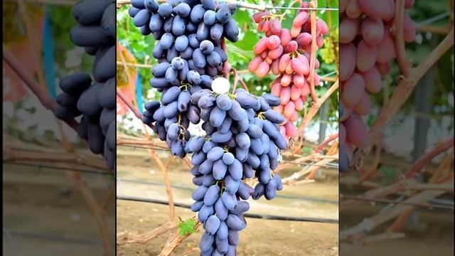 виноград ПАМЯТИ ДЖЕНЕЕВА смотреть онлайн