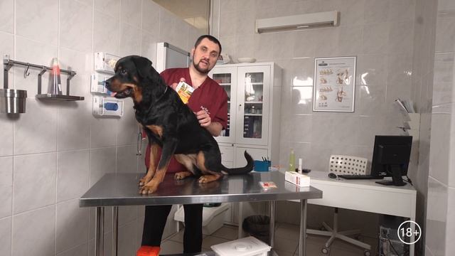 Как обработать собаку от блох и клещей: капли, ошейник, спрей. ВетСовет смотреть онлайн