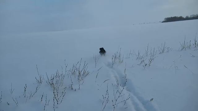 Курцхаар Грэй. Аппорт по глубокому снегу смотреть онлайн