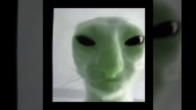 зелёный кот пришелец поет песню смотреть онлайн