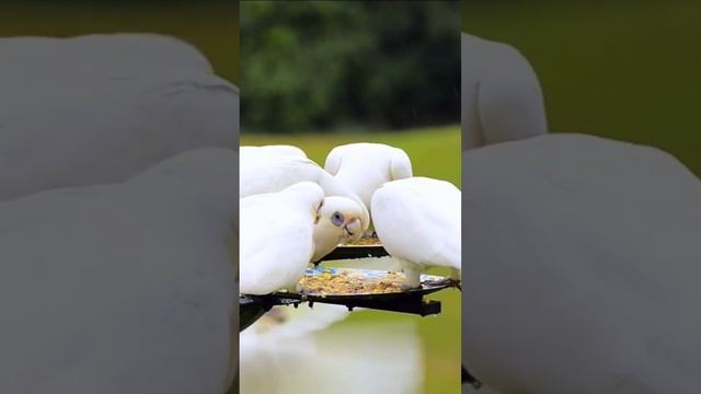 Wild Cockatoos Feeding Time #australian #wildlife #nature смотреть онлайн