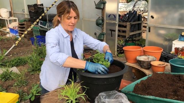 Reach Learning Disability - Planting a colourful container with Flower Pod смотреть онлайн