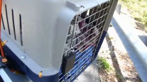 CFMOTO JETMAX 250 SCOOTER TAKING MY DOG FOR A RIDE