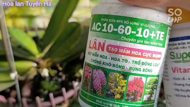kích hoa cho lan hồ điệp nở chuẩn tết hiệu quả. T757#hoalantuyenha смотреть онлайн