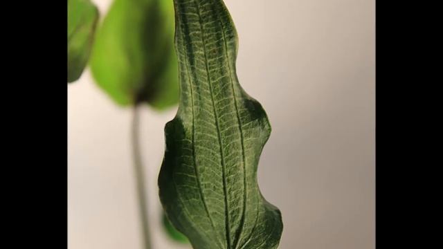 Эхинодорус "Марсианские Хроники" на суше смотреть онлайн