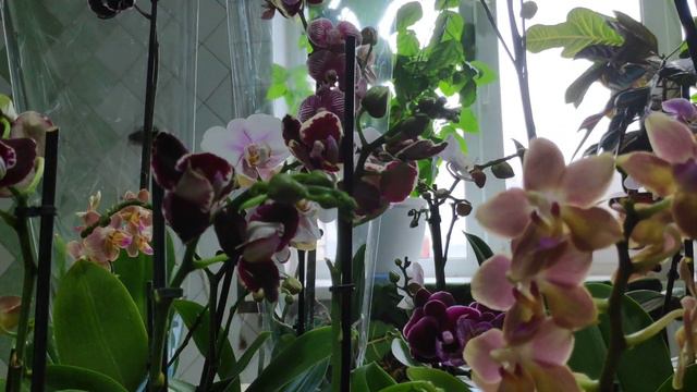 🌺💞МОЯ БЛАГОДАРНОСТЬ💞🌺моим ПОДПИСЧИКАМ и ГОСТЯМ канала смотреть онлайн