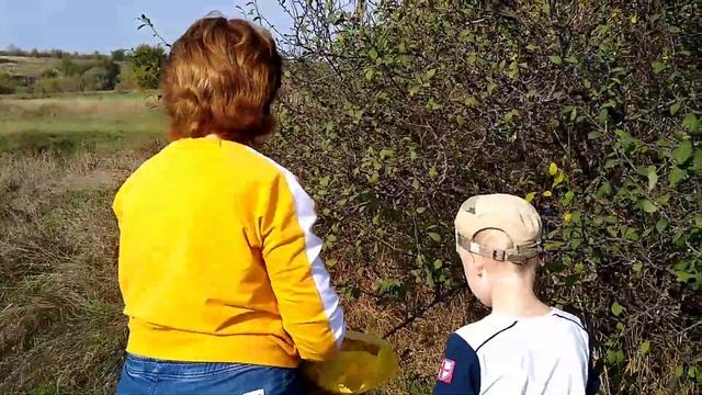 ТЁРН.Полезные свойства и вред.Сбор урожая - октябрь 2020 смотреть онлайн