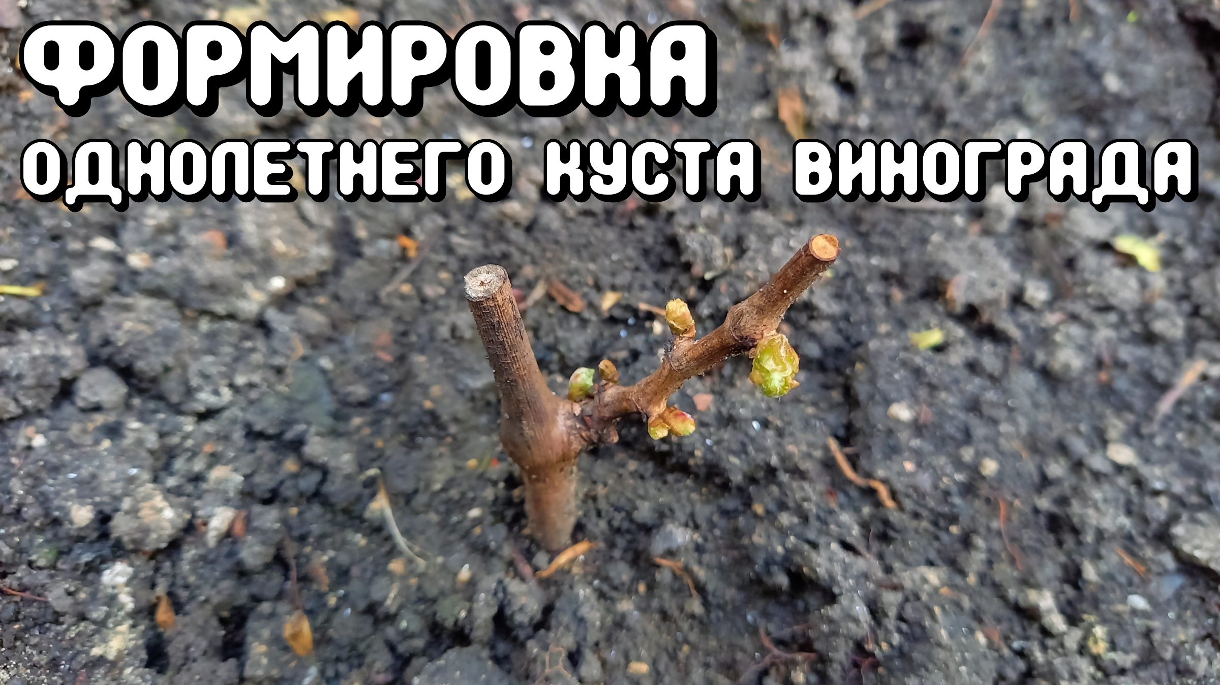 Формировка однолетнего куста винограда. смотреть онлайн