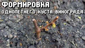 Формировка однолетнего куста винограда.