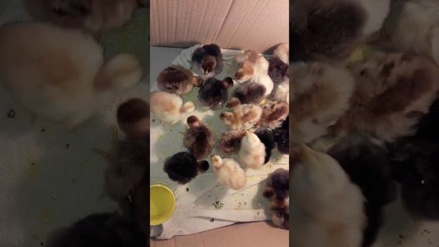 Мини фермерское хозяйство или разведение кур породы брама в домашних условиях смотреть онлайн