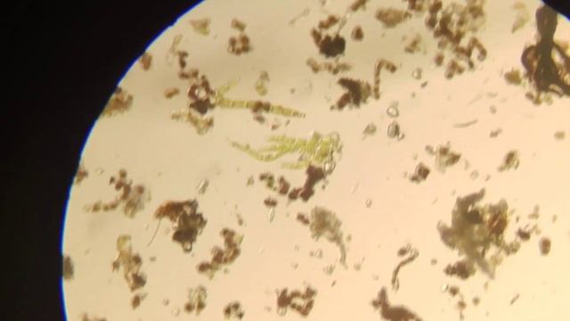 Где искать ТИХОХОДОК?