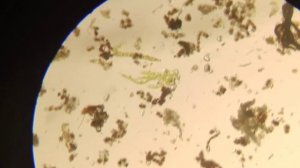 Где искать ТИХОХОДОК?