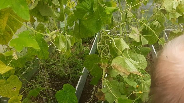 На улице минус два, но огурцы последние собираю. смотреть онлайн