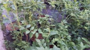 Сохнут листья на голубике. Почему, что делать???