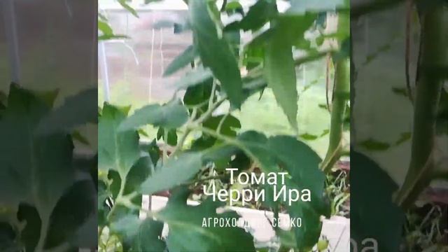 Томат "Черри Ира". Агрофирма "Семко". смотреть онлайн