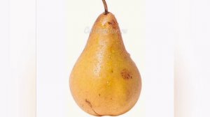 фрукты, овощи и ягоды для улиток