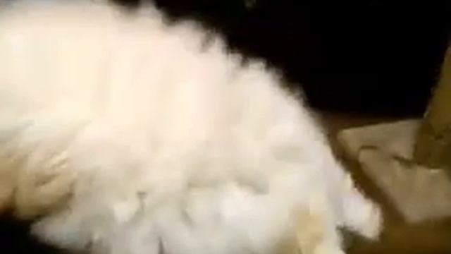 Котик падает | мем смотреть онлайн